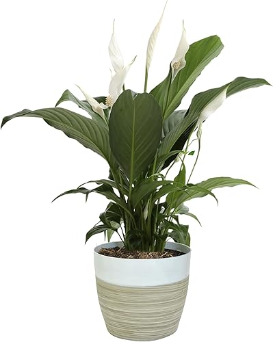 Miniatura 5 de Costa Farms Live Anthurium - Planta de interior de primera calidad 12 pulgadas de alto y Spathiphyllum Peace Lily Live - Planta de interior viva 15