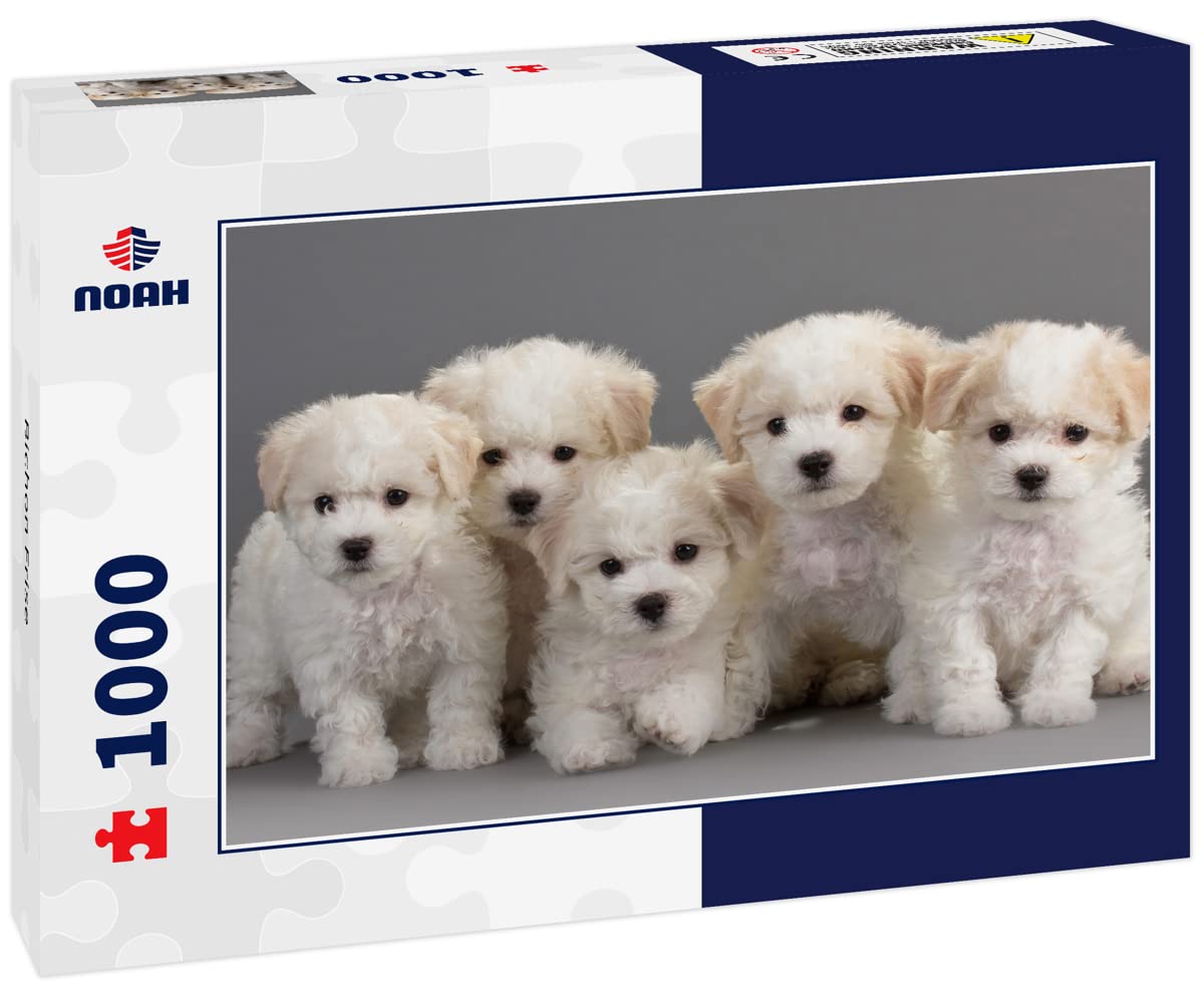 Amazon.com: Noah Jigsaw Puzzle Bichon Frise 1000 Pieces : Toys & Games