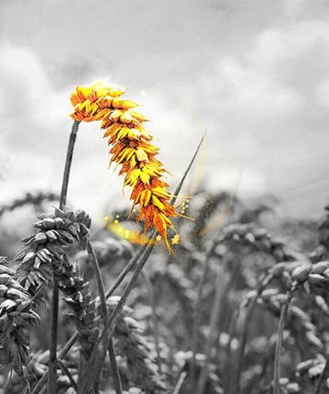 Amazon 黄金の小麦 家の装飾のための壁の芸術の絵家のための単一の絵画居間のための現代装飾の装飾 ウォールステッカー オンライン通販