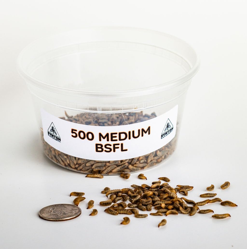 Symton Medium Feeding Grade Black Soldier Fly Larvae (1,000 Count)