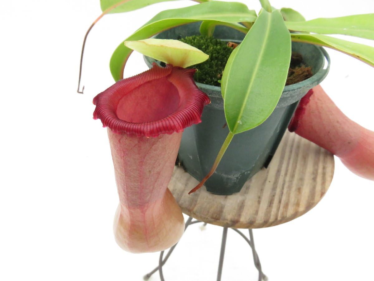 Amazon.co.jp: N.ventricosa Quezon, Luzon 201902 YFK2, No. 3