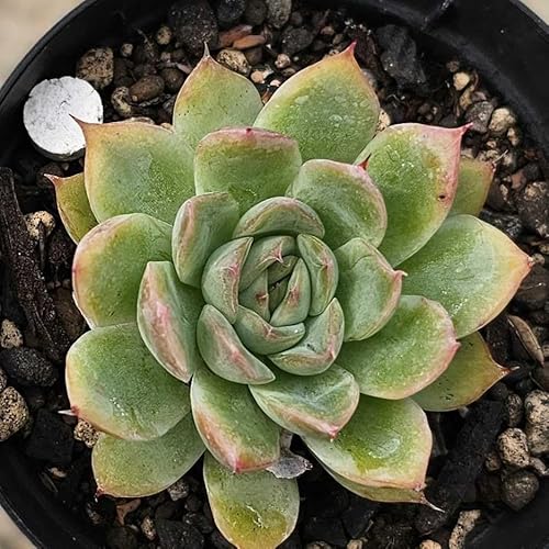 @xtUS[T 7.5cm|bg A GPxA Echeveria Y  ϗtA CeAO[ 񂹐A ke 1{ 1