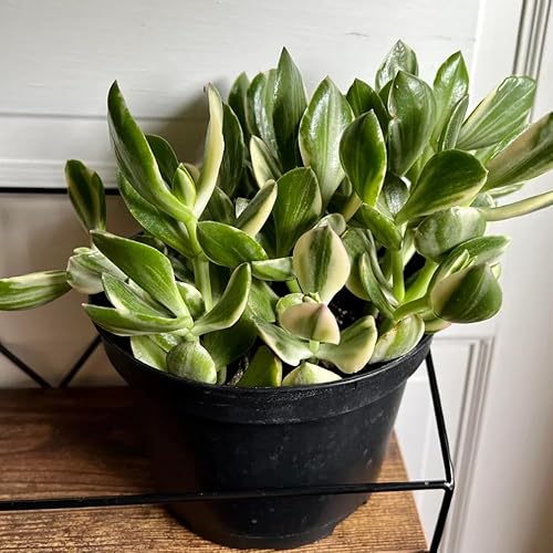 Miniatura 3 de Planta de jade abigarrada viva, crassula ovata suculenta viva, crassula ovata tricolor, jade abigarrado para plantar en interiores y exteriores,