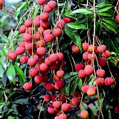 Mphmi Tropical Rare Dwarf" Litchi Chinensis" Lychee Fruit Plant -1 Healthy Plant (B08T6148DB) Amazon Price History, Amazon Price Tracker