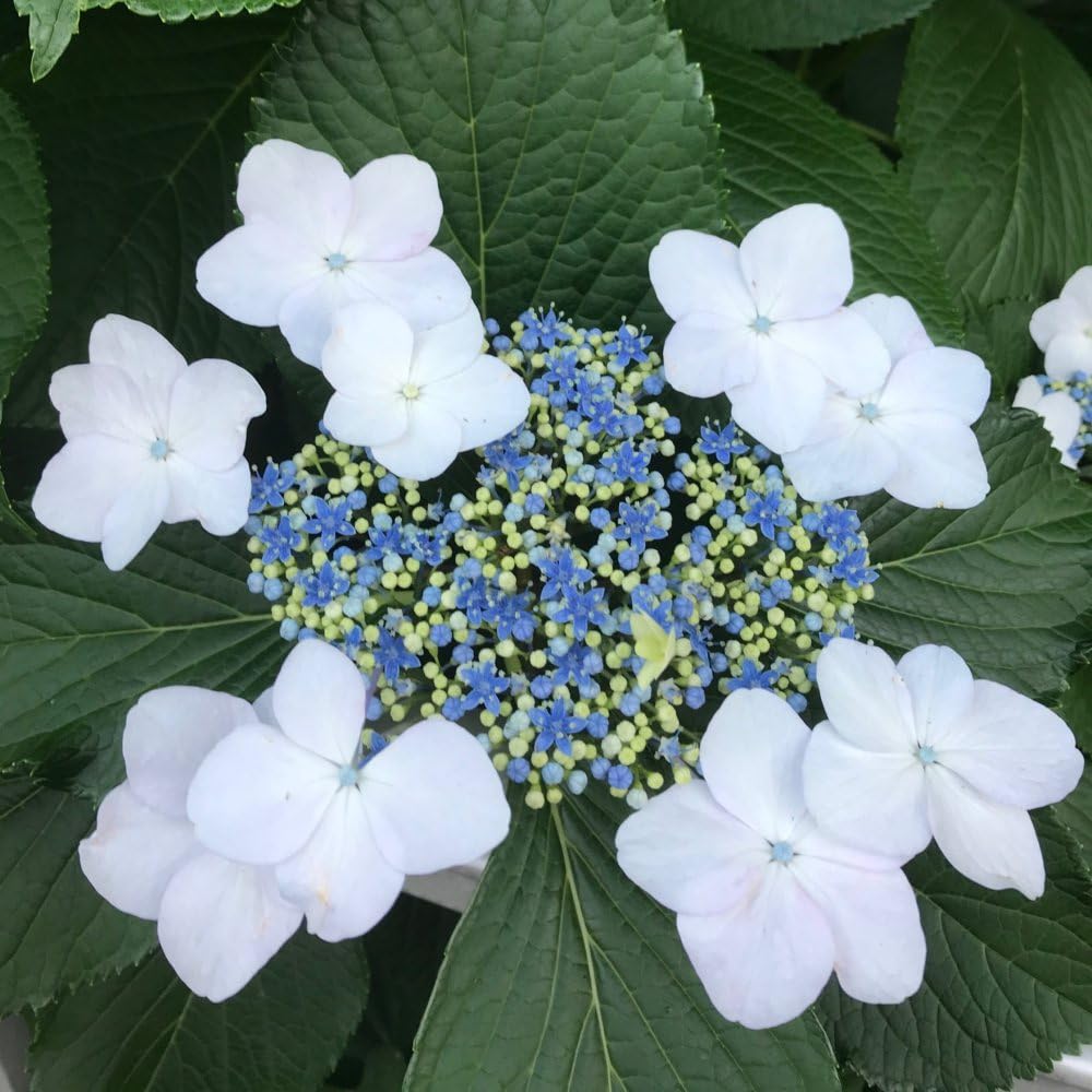 Hydrangea macrophylla Plant 'Lanarth White' Deciduous Hardy Shrub Lacecap White Blooms RHS AGM Easy to Grow Flowers 1 x 3 Litre Potted Plants by Thompson and Morgan