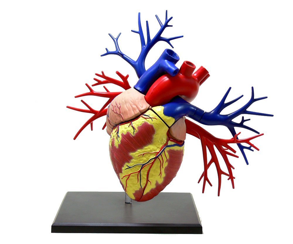 Amazon.co.jp: 青島文化教材社 4D VISION 19DX心臓解剖モデル : おもちゃ