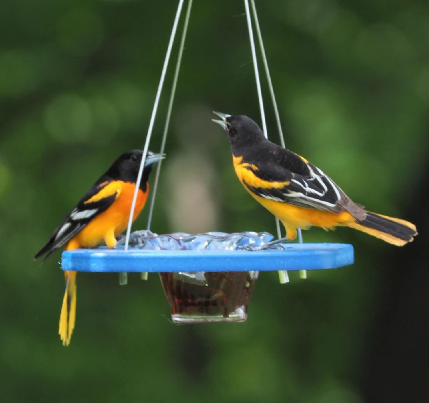 AmishToyBox.com Oriole Bird Feeder, Porch Jelly-Cup Oriole Feeder (Blue)