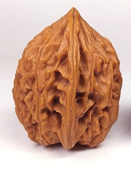 原桩大粗筋核桃 文玩 クルミ 原桩大粗筋核桃 文玩 クルミ