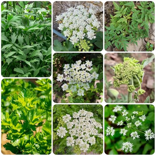 semi di levistico biologico - resistenti da giardino appartamento purificatrici dell'aria all'esterno per balcone del 1000pcs