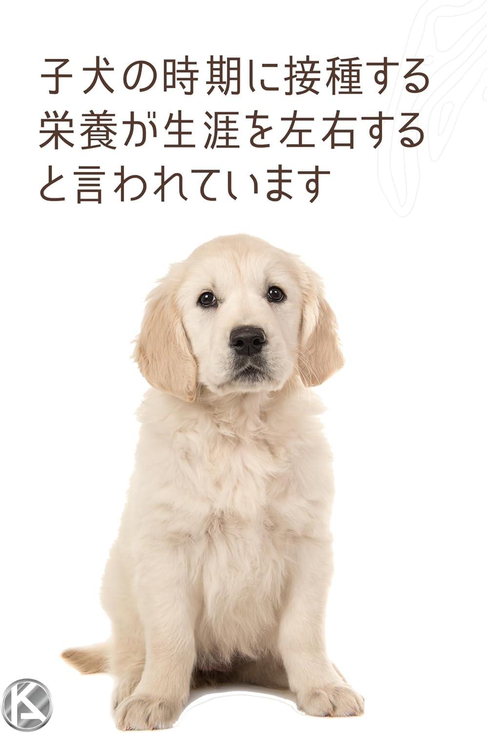 Amazon.co.jp: 【 800g 2袋 】 ロイヤルカナン ミニ インドア パピー
