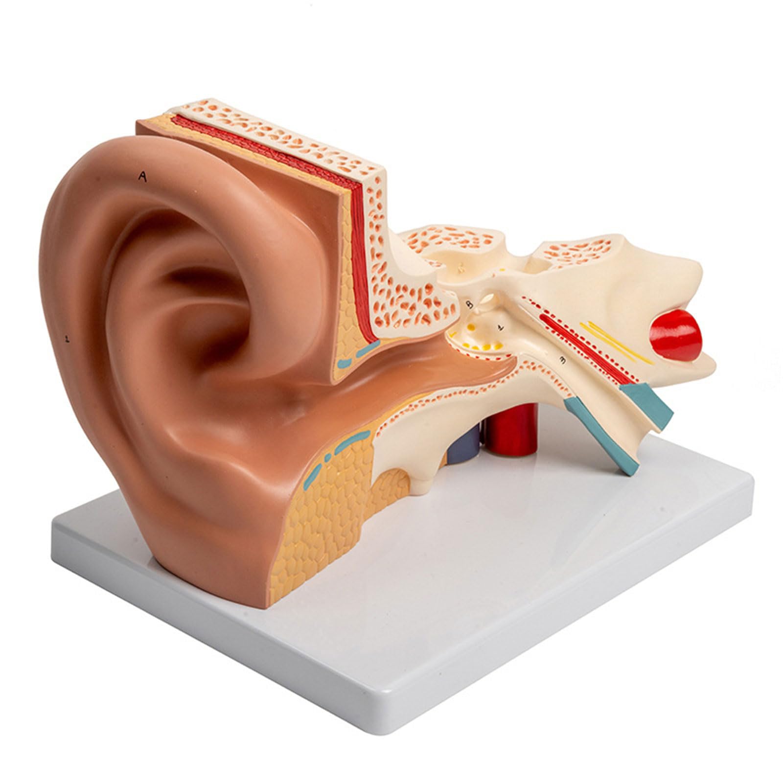RBRMHM Anatomical Auditory Organ Model Enlarged Human Ear Anatomy Model Shows Detail of Outer Ear Inner Ear Structure