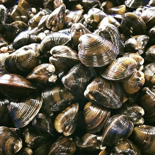 [琵琶湖に感謝 滋味香る ] 琵琶湖産 天然瀬田シジミ 3kgパック[D018W] 冷凍