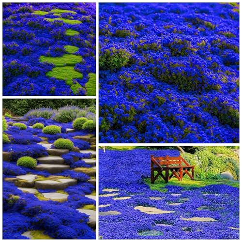 30000+ Creeping Thyme Seeds for Planting Perennial Thyme Seed Heirloom Flowers Non-GMO Ground Cover Plants for Garden Outdoor