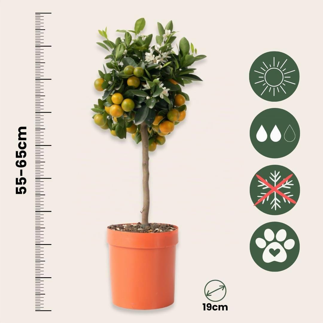 Plant in a Box - Citrus Calamondin - Orangenbaum/mandarinenbaum Essbar - Topf 19cm - Höhe 50-65cm