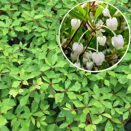 Amazon Co Jp ドウダンツツジ3 5号ポット 2株セット 新緑 花 紅葉が美しい花木 生垣に Diy 工具 ガーデン Amazon Co Jp ドウダンツツジ3 5号ポット 2株セット 新緑 花 紅葉が美しい花木 生垣に Diy 工具 ガーデン