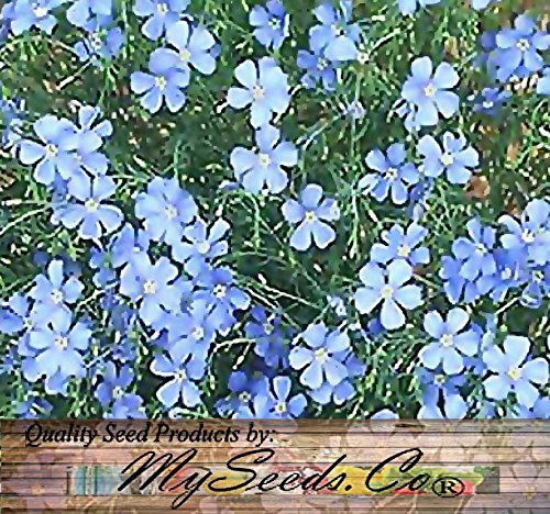 1,500 x Blue Lewis Flax Seed - Blue Flax - Linum lewisii - Attracts Birds & Butterflies ~ Perennial Blooms