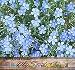 1,500 BLUE FLAX Flower Seeds LEWIS FLAX Attracts BIRDS & BUTTERFLY ~ PERENNIAL ~