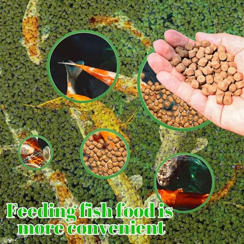 Image of 5Pcs Aquarium Floating Plant Rings, Fish Feeding Ring, Aquarium Plant Holder for Keeps Duckweed Out or in, 5 Sizes of Floating Plants Rings for Feeding Fish, Fishing Tank Decoration