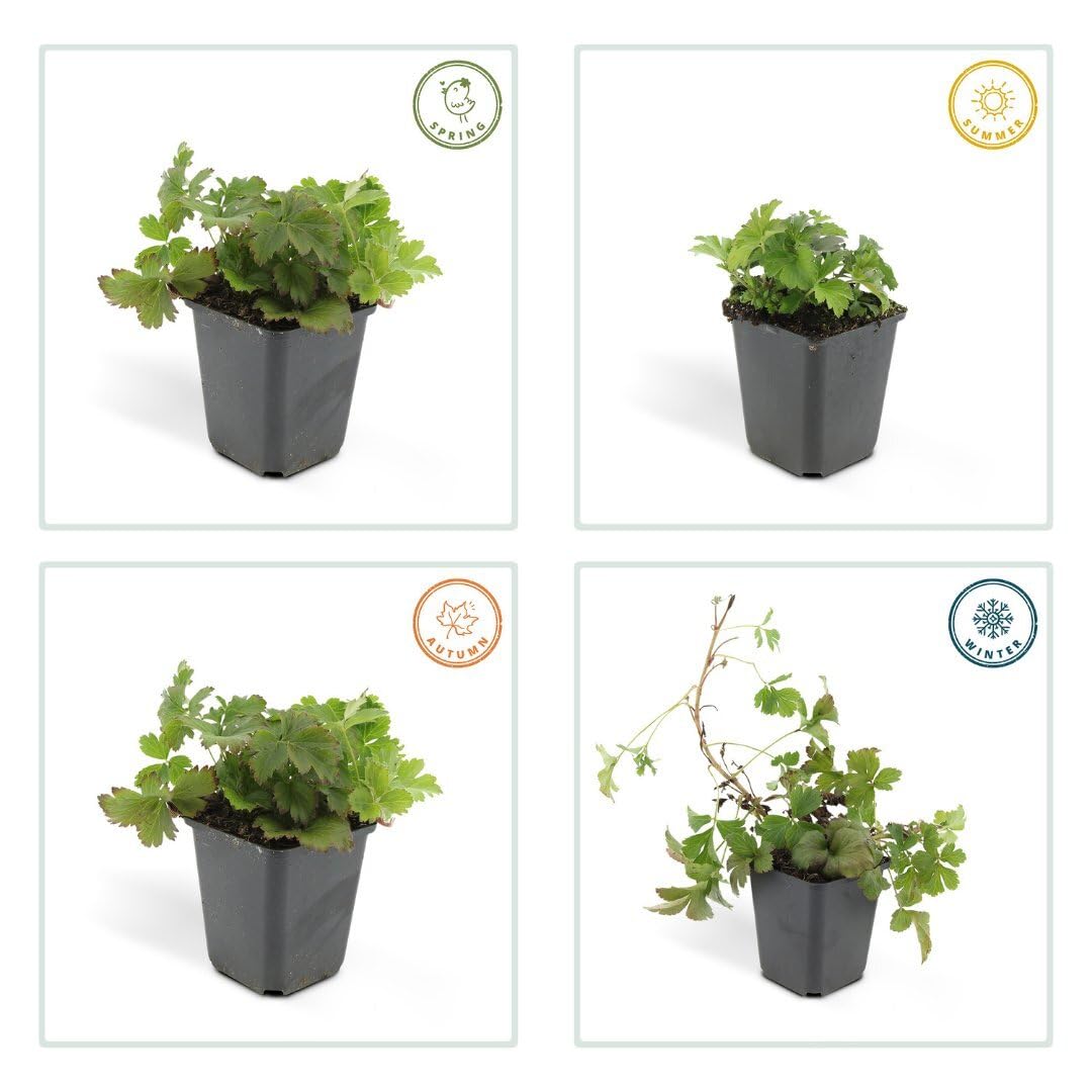 Plants by Frank 48x Waldsteinia Ternata, Dreiblatt Golderdbeere, Ø 9 cm | Waldsteinia ternata, Fraisier doré, Couvre-sol Rustique Vivace persistant, Plantes Vivaces, Pot 9 cm, Hauteur : 15 cm