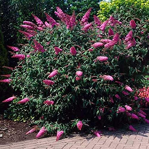 GardenersDream Buddleia Davidii Sugar Plum Butterfly Bush - Outdoor Garden Ready Plant in Pot - Outdoor Flowering Shrub for Gardens and Patios - Deciduous Hardy Shrub (15-30 cm incl. 9 cm Pot)