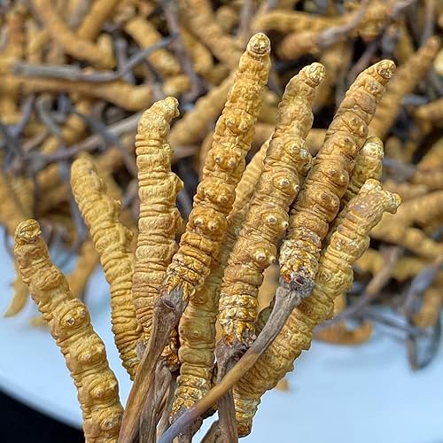 Miniatura 3 de Cordyceps Sinensis, 100% Cordyceps salvaje, hongo Cordyceps Sinensis entero del Himalaya 100% Dong Chong Xia Cao hongo de oruga china, gusano de