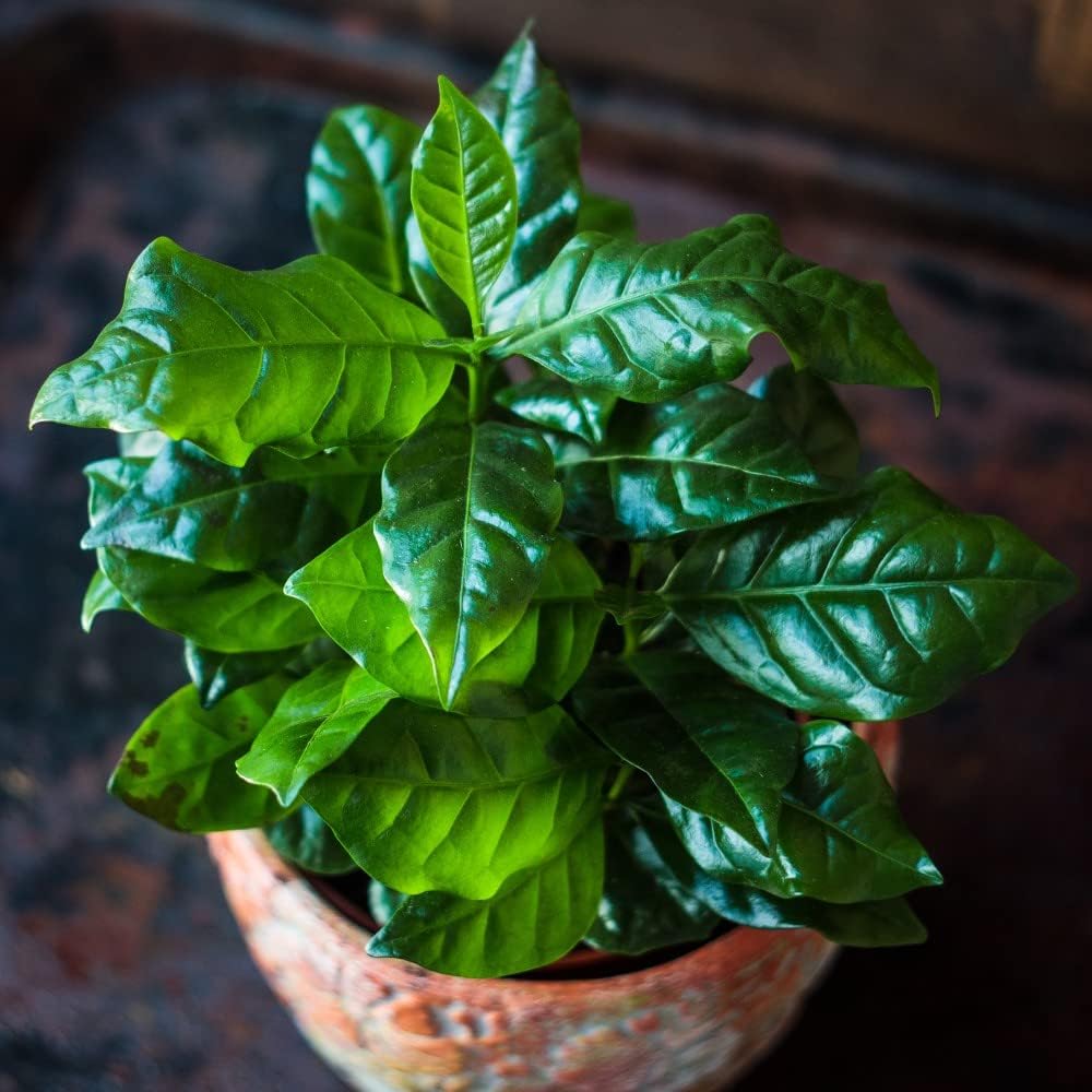  Arabian Coffee Plant House Plant Seeds Coffea Arabica Tender Shrub Easy Illustration 