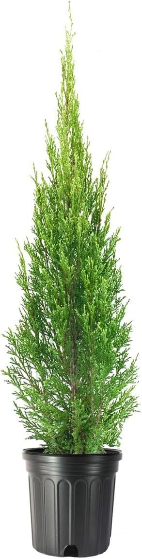 Medora Juniper | 3 Live Gallon Size Plants | Perfect for Year-Round Landscaping, Privacy Screening, and Low Water Environments, Drought-Tolerant