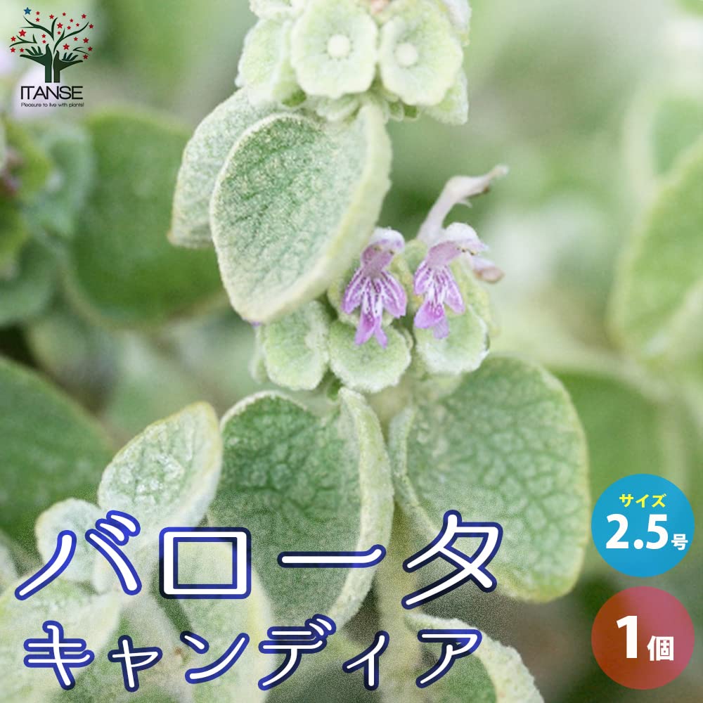 Amazon.co.jp: バロータ キャンディア2.5号 1個売り【品種で選べる花苗