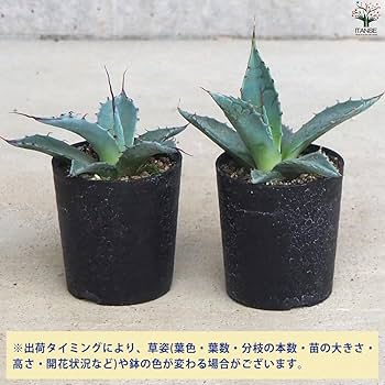 アガベ パラサナ 中斑 後暗みタイプ レア 子株 アガベ パラサナ 中斑 後暗みタイプ レア 子株