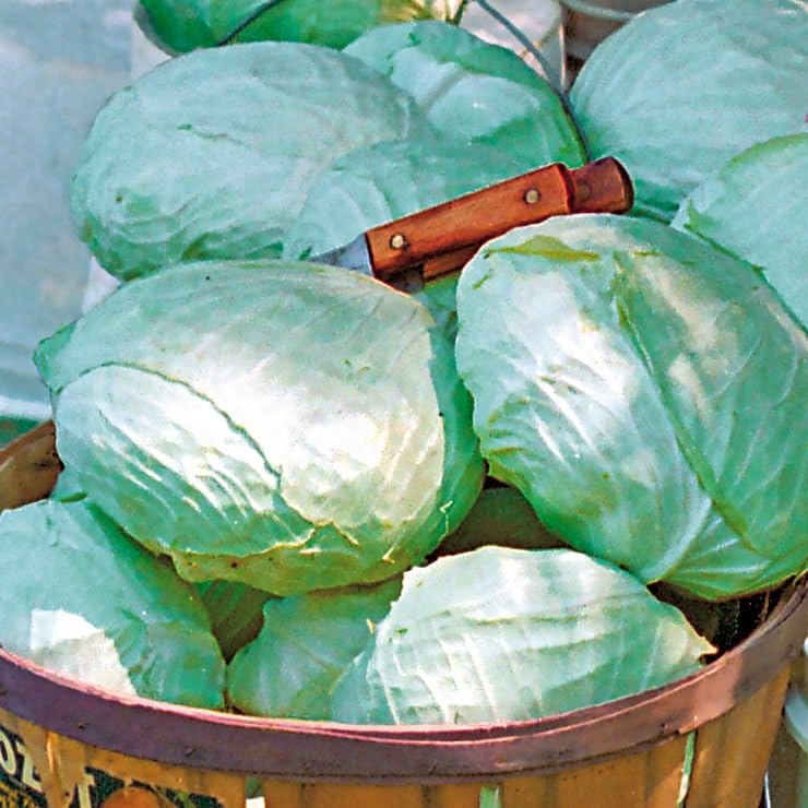 Park Seed Tropic Giant Hybrid Cabbage Seeds