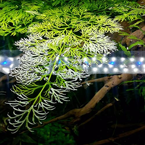Mainam Water Sprite Ceratopteris Thalictroides Potted Live Aquarium Plants Decorations Freshwater...