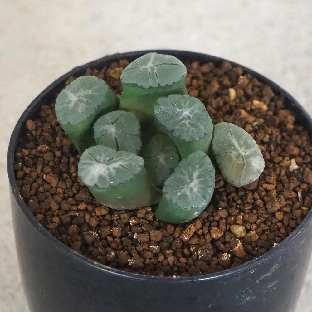 Amazon｜ITANSE ハオルチア 万象・Z1 2.5号 1個売り【品種