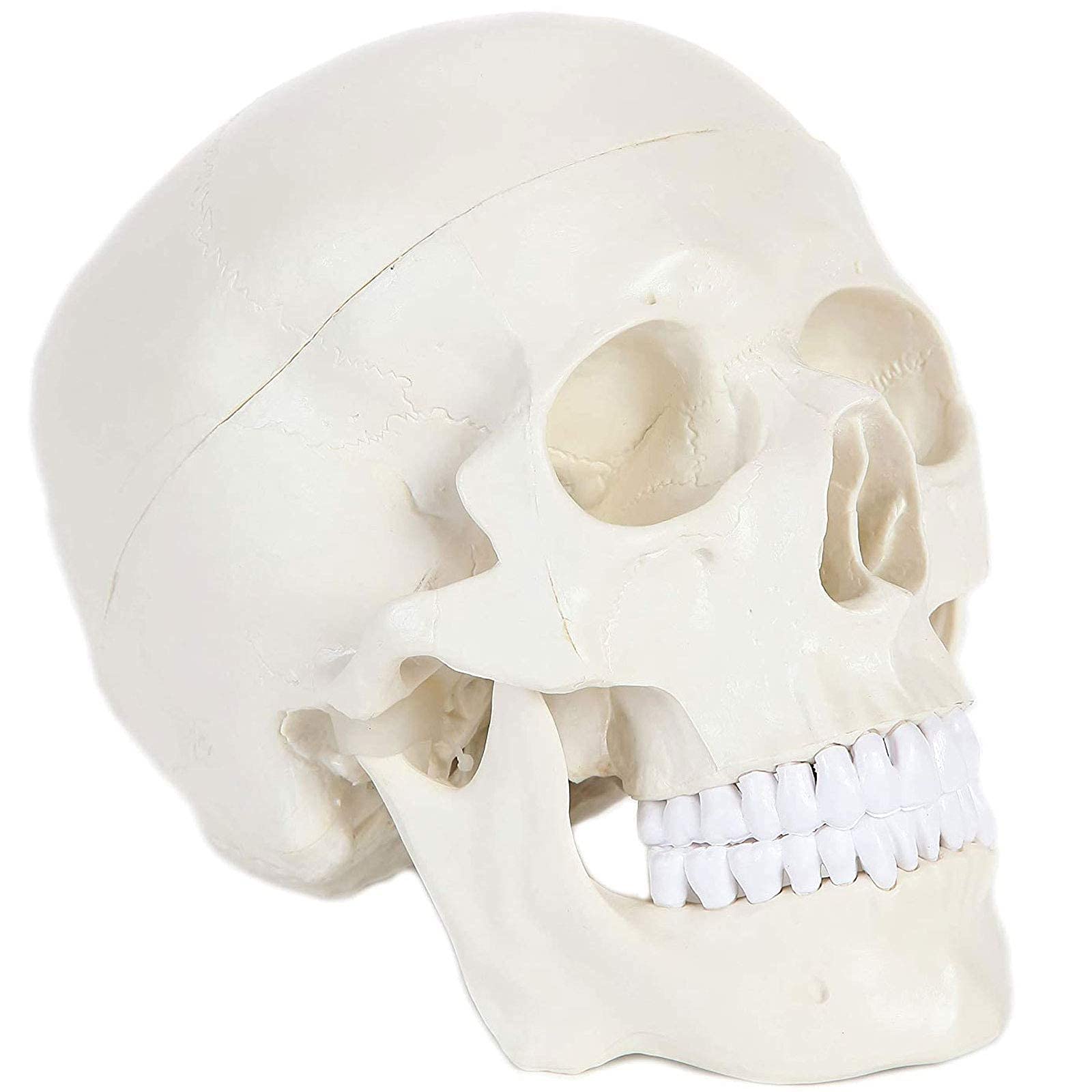Anatomiczny model ludzkiej czaszki ze zdejmowaną czaszką i przegubową żuchwy, zestaw pełnych zębów, naturalnej wielkości narzędzie edukacyjne do anatomii medycznej