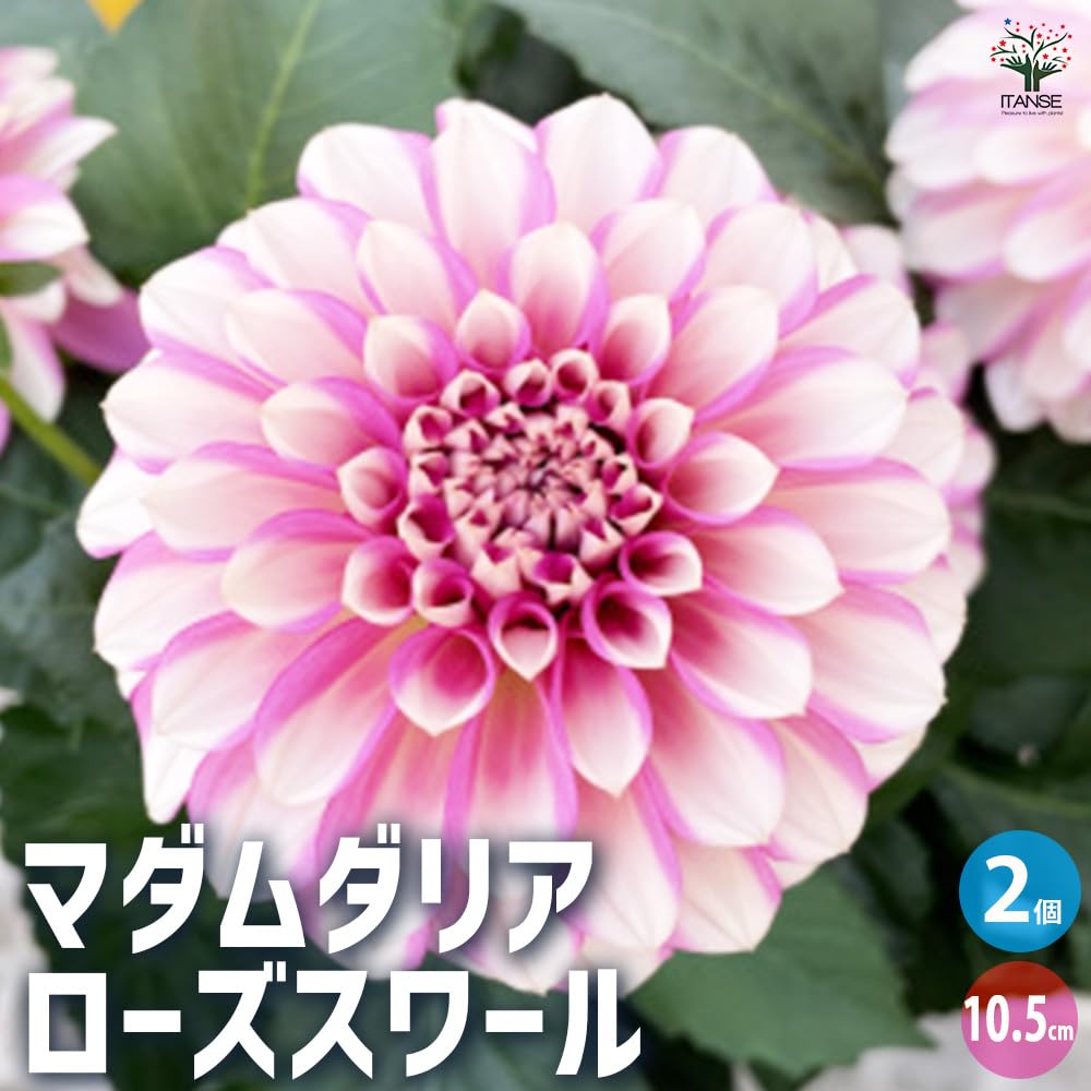 Amazon.co.jp: ITANSE マダムダリア ローズスワール 10.5cm 2個