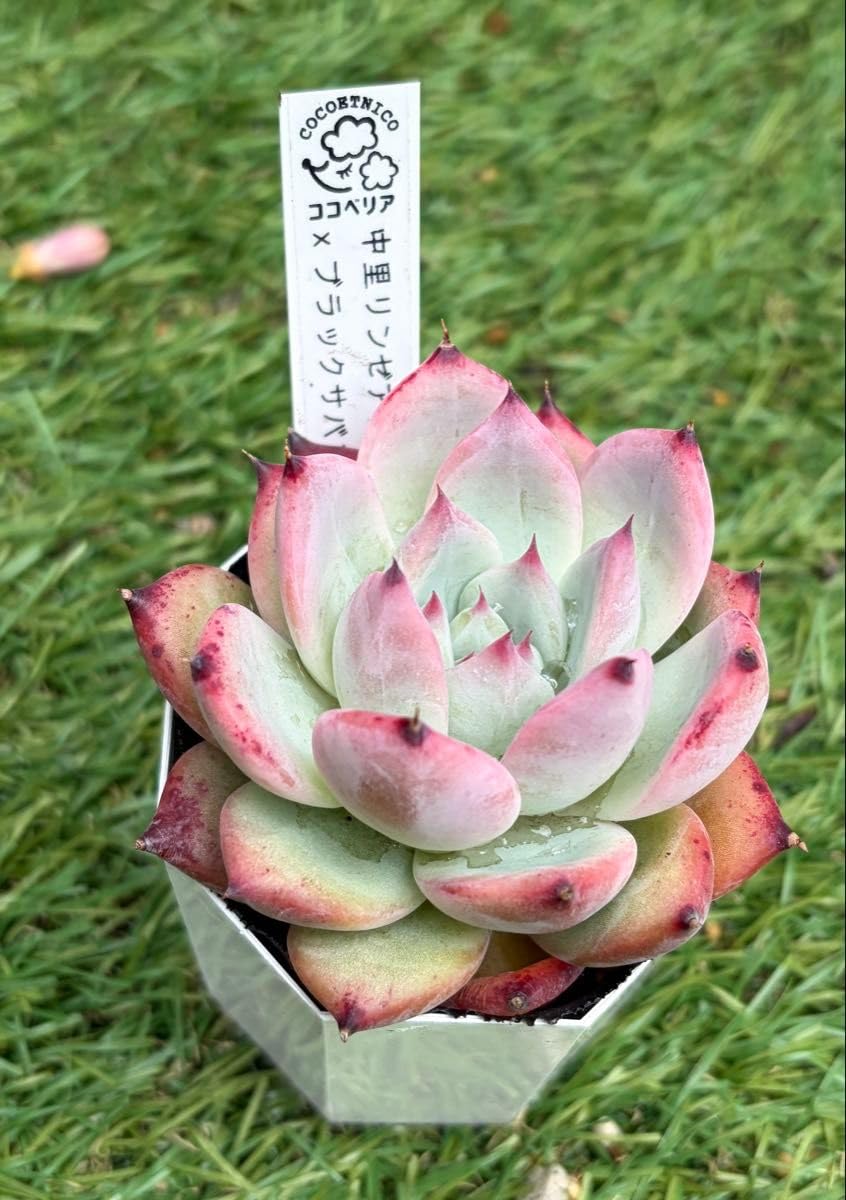 Amazon｜多肉植物 エケベリア ココニコ苗 中里リンゼアナ×ブラック