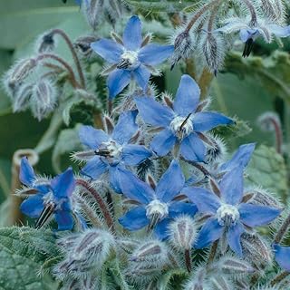 Borage Herb Seeds Hardy Annual Flowering Garden Plants Easy to Grow Your Own 1 Packet of 100 Seeds by Thompson and Morgan