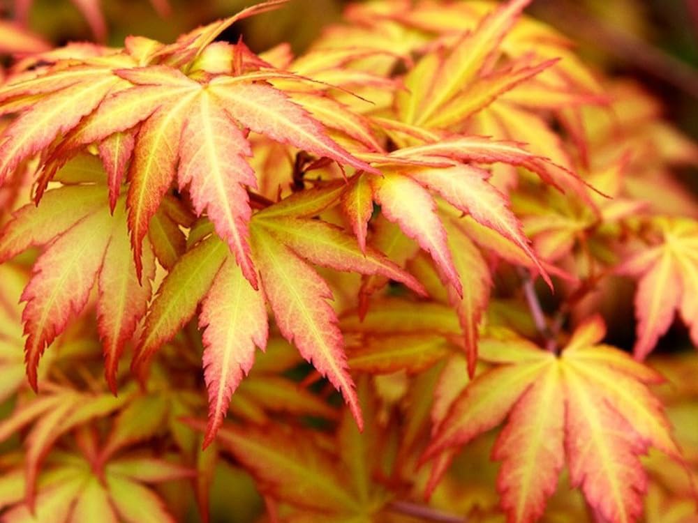 Acero rosso giapponese "Acero palmatum Sango Kaku" pianta in vaso ø18 cm h. 80/100 cm Vivaio di Castelletto