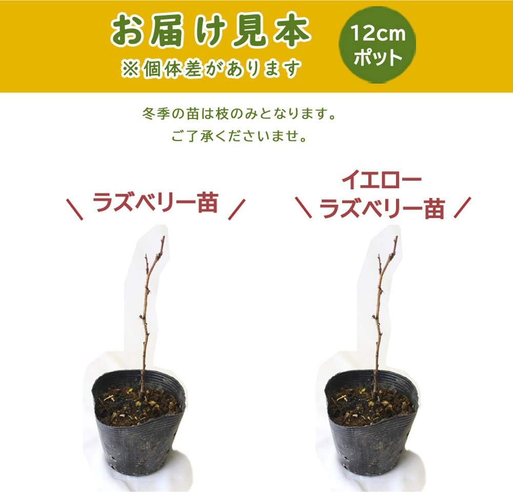 Amazon ラズベリーとイエローラズベリーの苗木セット １２ｃｍポット ラズベリー１ポットとイエローラズベリー１ポットの合計２ポット 種 苗