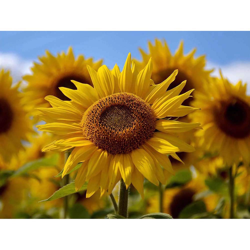 Wee Blue Coo Photography Composition Flower Sunflower Yellow Petal Macro Art Print Poster Wall Decor 12X16 Inch