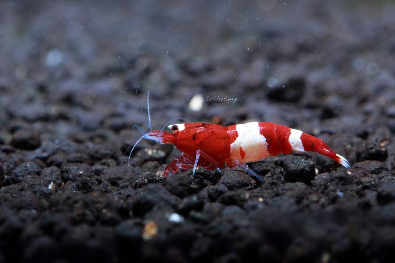 Wine Red Panda Shrimp - Live Freshwater Aquarium Shrimp - 1/4 to 1/2 inch Long (5 Shrimp)