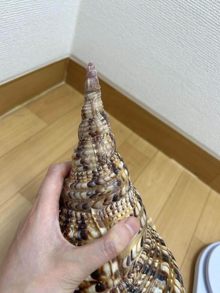 法螺貝 超特大 約37.5cmホラ貝 ほら貝 ほらがい 螺貝 ホラガイ Amazon.co.jp: 法螺貝 超特大 約37cmホラ貝 ほら貝 ほらがい 螺貝