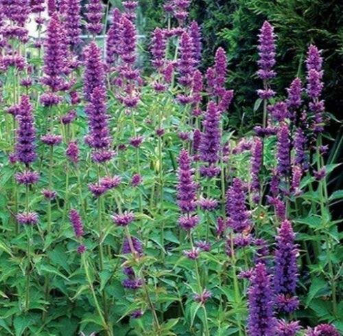 1000 Giant Agastache Mexicana Hyssop Seeds.