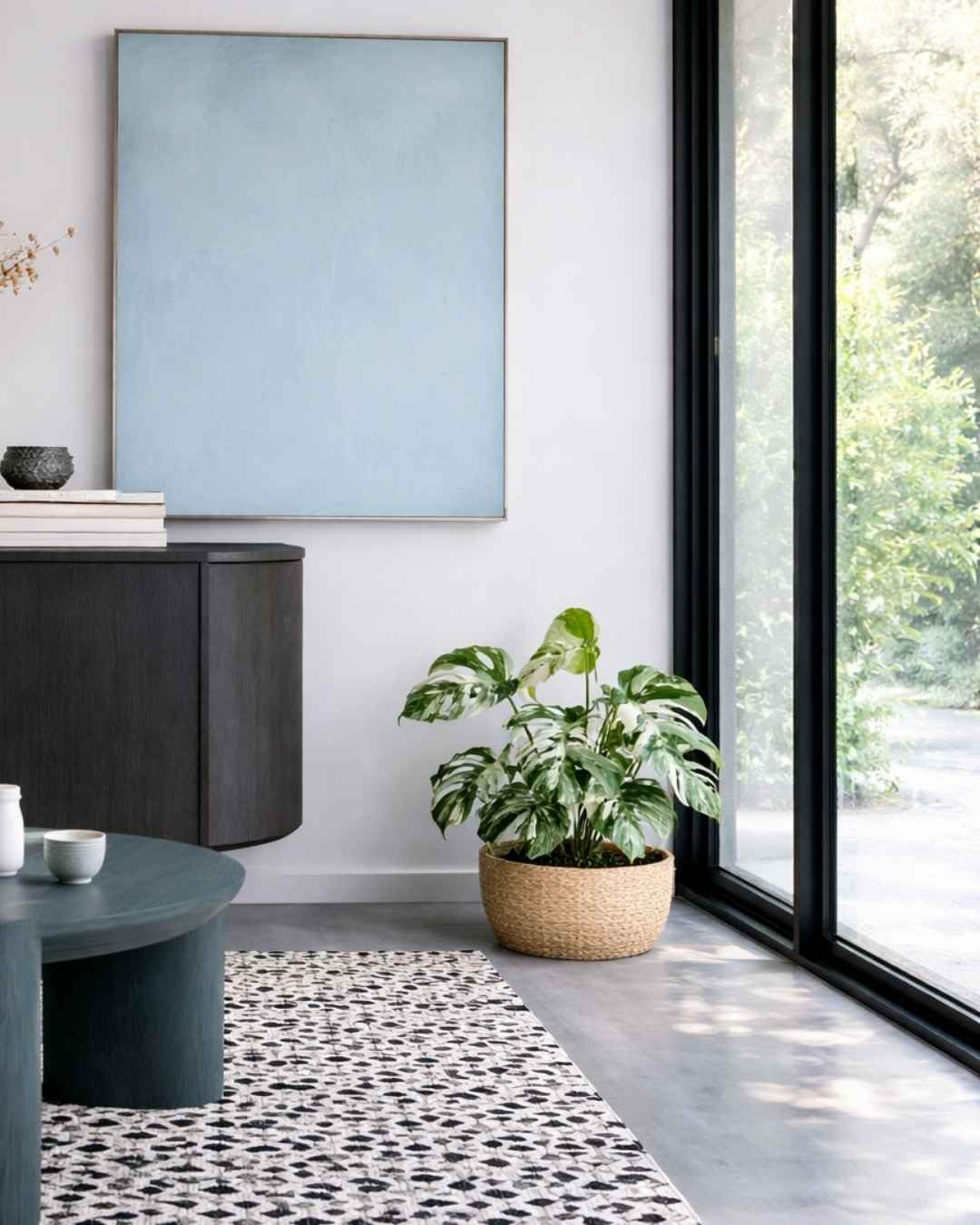PUR PLANT Monstera Variegada | Costilla de Adán Variegada (Monstera deliciosa) | Planta Natural de Interior Grande | Maceta de Ø 16 cm