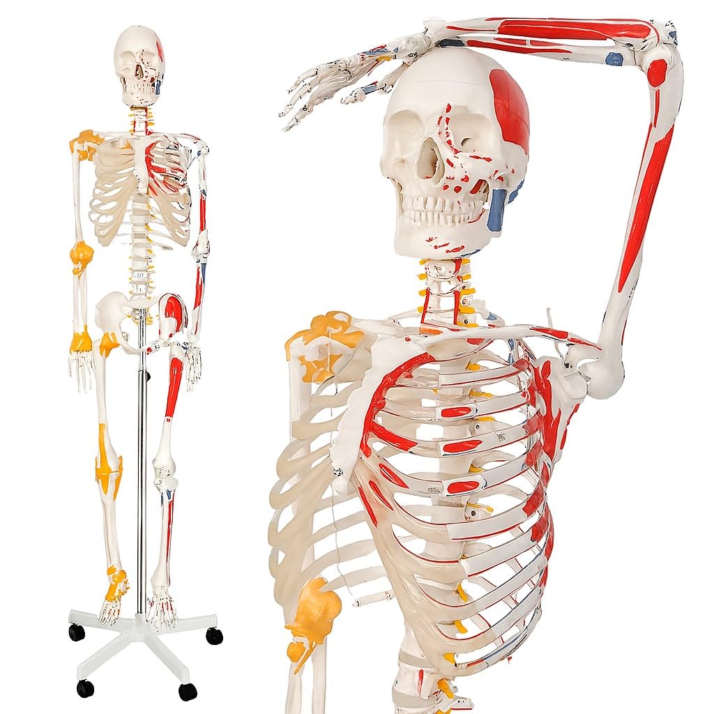 Menschliches Anatomie Skelett Lebensgroß mit Muskeln und Sehnen