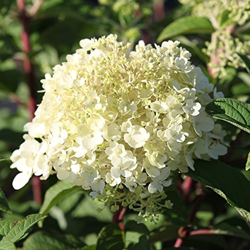 Thompson & Morgan Hardy Perennial Hydrangea Paniculata 'Bobo', Flowering Shrub, Attractive to Pollinators, Ideal for Cottage Gardens, Patios and Containers (1 x 3.6 Litre Pot)