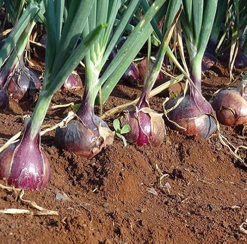 Cetechondra 720317 Rote Zwiebel-Gemüsesamen (100 Stück)