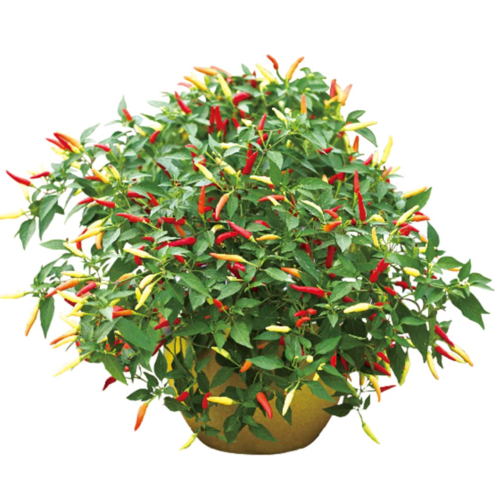 Amazon.co.jp: とうがらしの苗 旨辛トウガラシ プチファイヤー 18cm