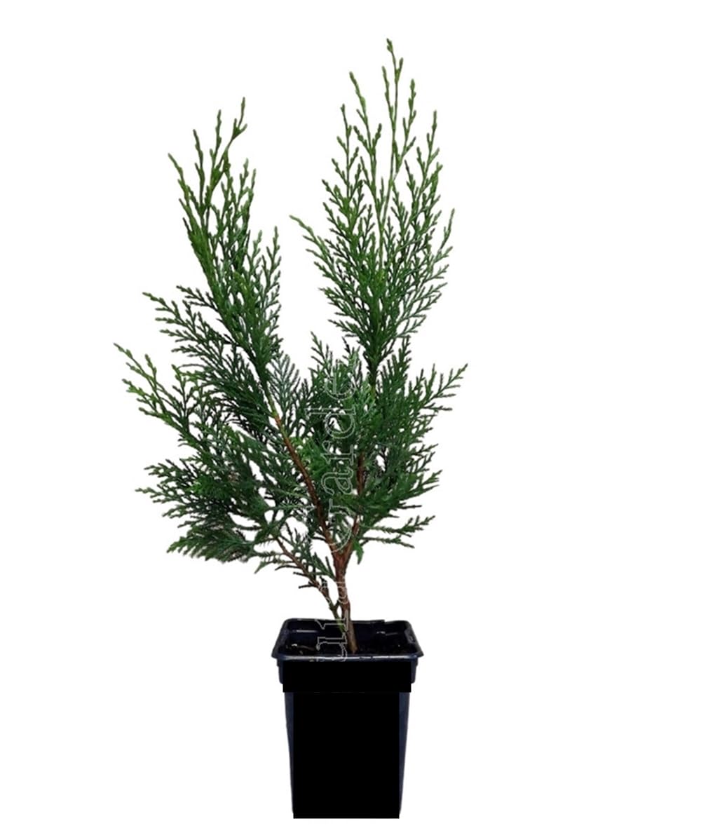 ¡¡¡ 10 Plantas !!! natural, Altura 50-60 cm, cipres Leylandii para setos, pantalla visual, cortavientos y como árbol ornamental. Segura Garden.