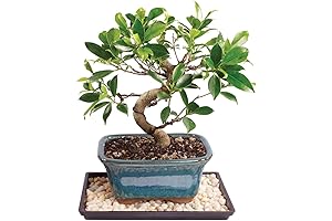 Brussel's Bonsai Live Golden Gate Ficus Indoor Bonsai Tree