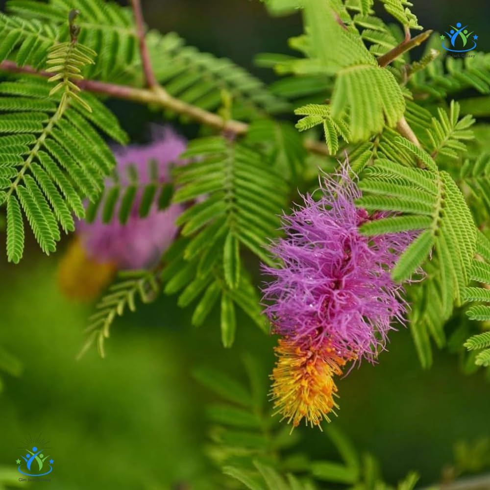 Shami Plant - Hardy Evergreen Tree -4